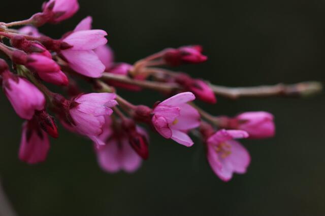 im Berggarten