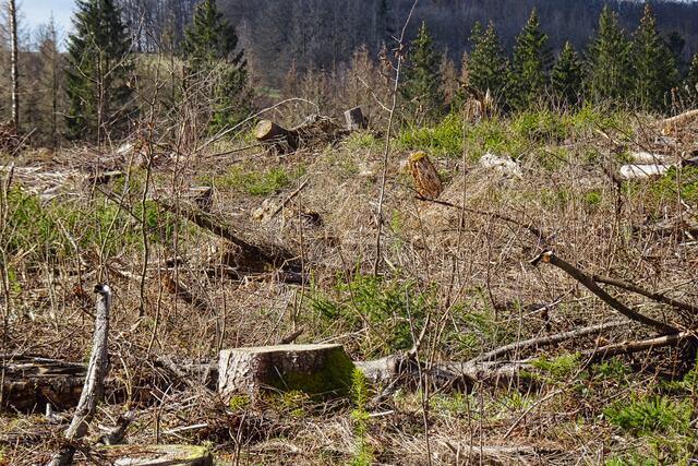 der Rundwanderweg in der Nähe der Stahlquelle (Pfaffenberg)