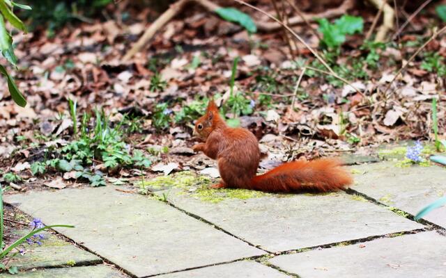 junge Eichhörnchen wuselten herum