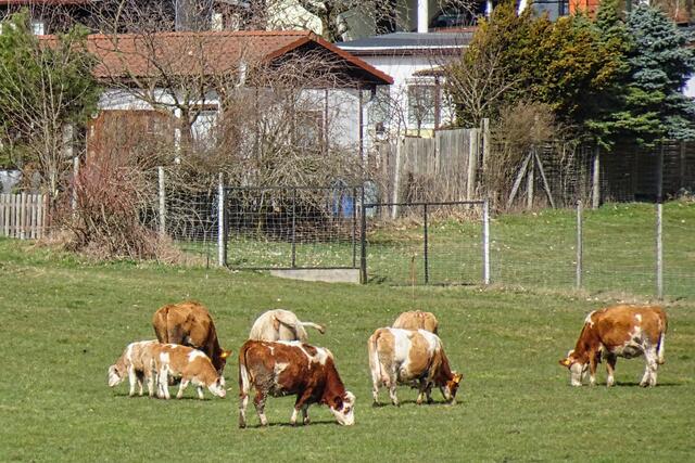 Kühe in Neudorf