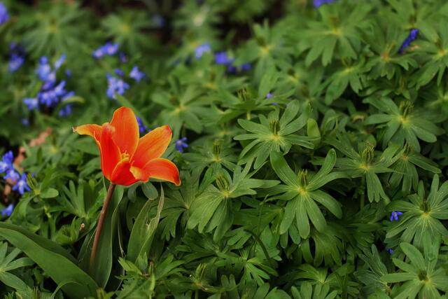 erste Tulpe entdeckt