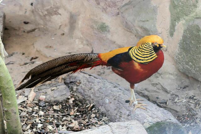 Goldfasan Hahn, Chrysolophus pictus