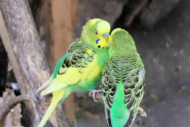 Wellensittiche, Melopsittacus undulatus