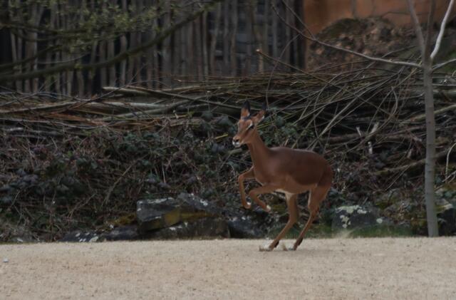 Toben andere wie wild im Gehege umher