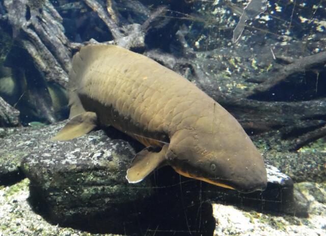Ein ebenfalls lebendes Fossil ist dieser Lungenfisch. Seit sage und schreibe 400 Millionen Jahren lebt er auf der Erde. Er hat sowohl Kiemen wie auch Lungen. Sind Vertreter seiner Art irgendwann an Land gegangen? Genetisch ist er mit den Wirbeltieren verwandt.