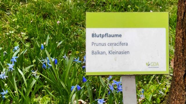 4. April 2021. Die Blutpflaume blüht in unserem Park. Bleibt gesund!