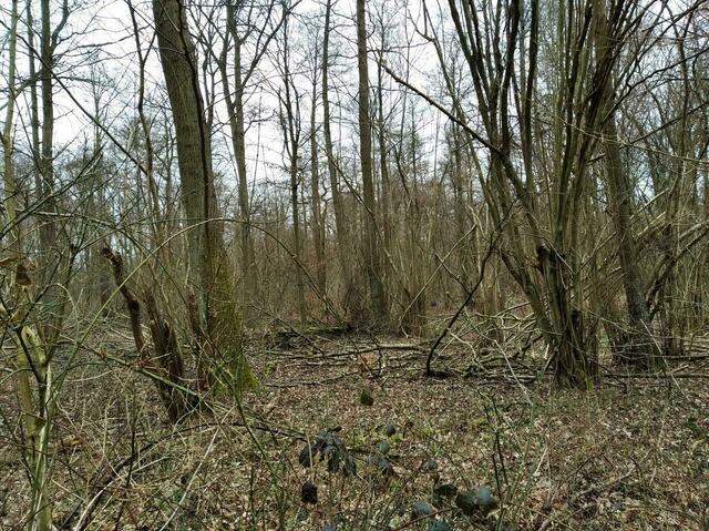 Das Naturschutzgebiet „Brand“ Nienhagen/Hänigsen.