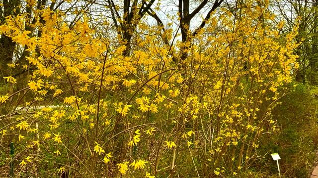 4. April 2021. Forsythien blühen in unserem Park. Bleibt gesund!