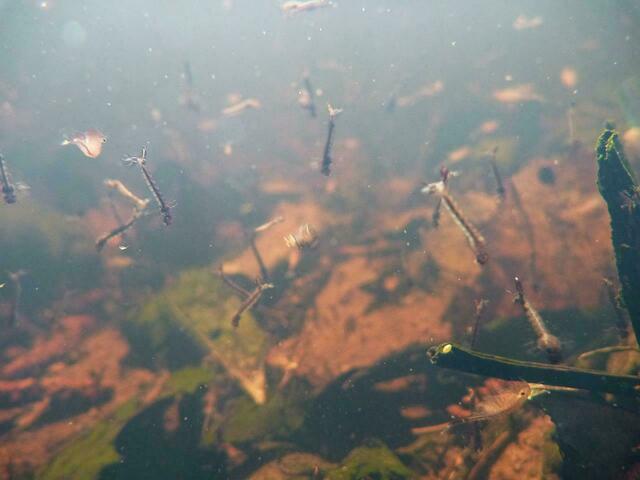 Unterwasseraufnahme vom Leben im Bombentrichter: Culex pipiens – ähneln eher Wesen von einem anderen Stern.