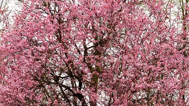 4. April 2021. Die Blutpflaume blüht in unserem Park. Bleibt gesund!