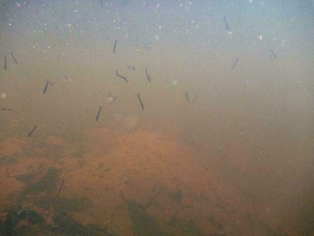 Unterwasser-Aufnahme vom Grund eines Bombentrichters.