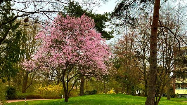 4. April 2021. Die Blutpflaume blüht in unserem Park. Bleibt gesund!