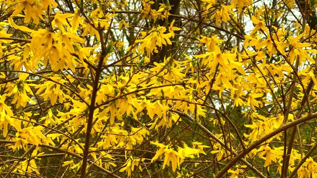 4. April 2021. Forsythien blühen in unserem Park. Bleibt gesund!