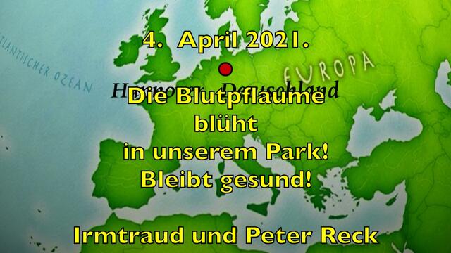 4. April 2021. Die Blutpflaume blüht in unserem Park. Bleibt gesund!