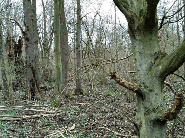 Das Naturschutzgebiet „Brand“ ist im südwestlichen Teil für Besucher überwiegend recht unkomfortabel. Besonders lästig und tückisch: Unauffällige Dornengewächse am Boden.