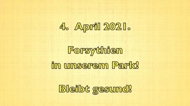 4. April 2021. Forsythien blühen in unserem Park. Bleibt gesund!