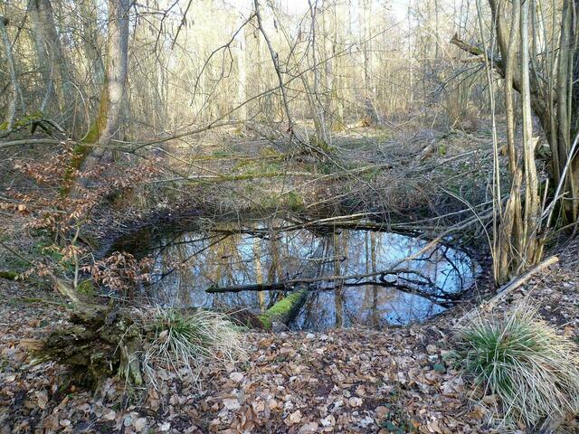 Die Natur kommt zurück.