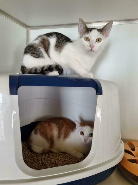 Vince (oben) und Vito