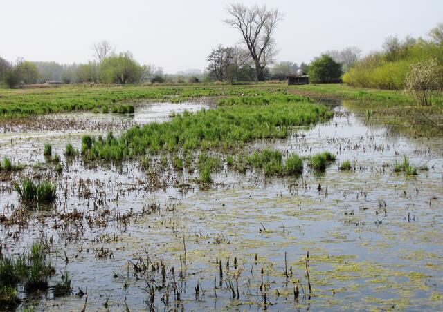 Südlich vom Maschsee beginnt die Leinemasch. Das Feuchtgebiet ist ein Vogelparadies. Störche, Grau- und Silberreiher, Graugänse, Kormorane, Fischadler, Eisvögel und andere Vogelarten fühlen sich dort wohl.