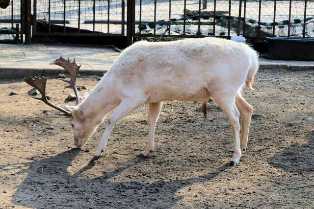 Damhirsch, Dama dama