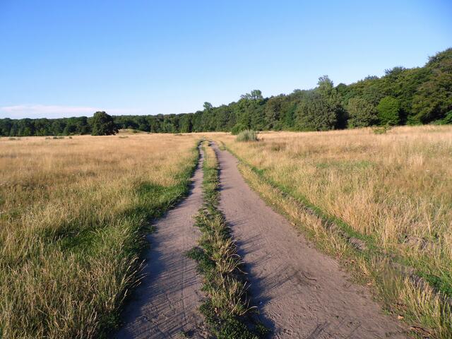 Das Landschaftsschutzgebiet Alte Bult war bis in die Siebzigerjahre die hannoversche Pferderennbahn. Auf dem mageren Boden gedeiht eine ganz spezielle Vegetation.