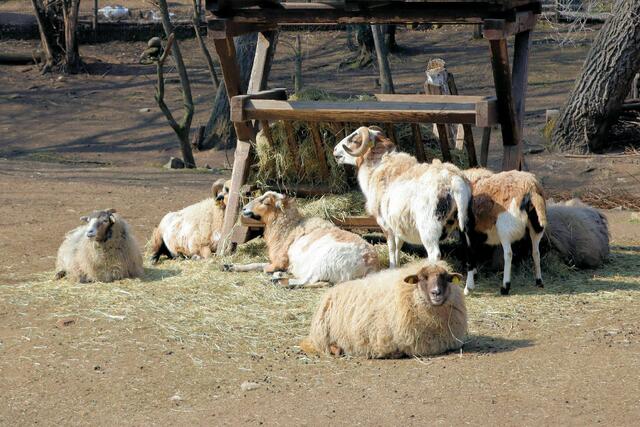 Hausschafe, Ovis orientalis aries