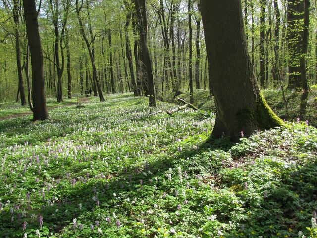 In Teilbereichen ist sie ein wertvolles Biotop, in dem der Wald natürlich ist und das zur Erhaltung der Arten beiträgt.