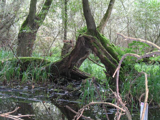 Auch das Naturschutzgebiet Sundern bei Hemmingen-Westerfeld ist ein abgetrennter Arm der Leine. Er ist ein Auwald wie aus dem Bilderbuch.