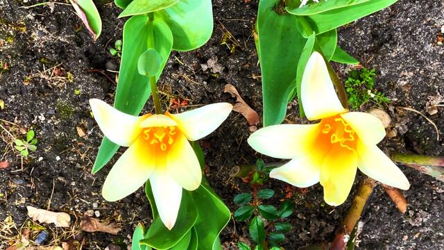 9. April 2021.  Blick in unseren Park. Bleibt gesund!