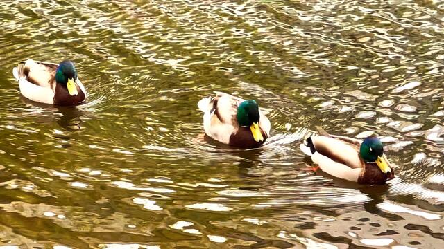 9. April 2021. Wir haben heute Besuch im Park! Bleibt gesund!