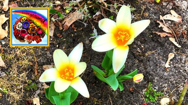 9. April 2021.  Blick in unseren Park. Bleibt gesund!