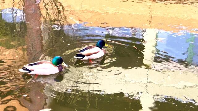 9. April 2021. Wir haben heute Besuch im Park! Bleibt gesund!