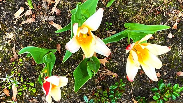 9. April 2021.  Blick in unseren Park. Bleibt gesund!