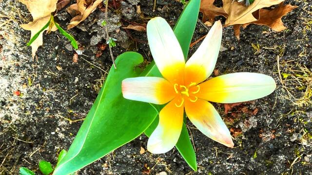 9. April 2021.  Blick in unseren Park. Bleibt gesund!
