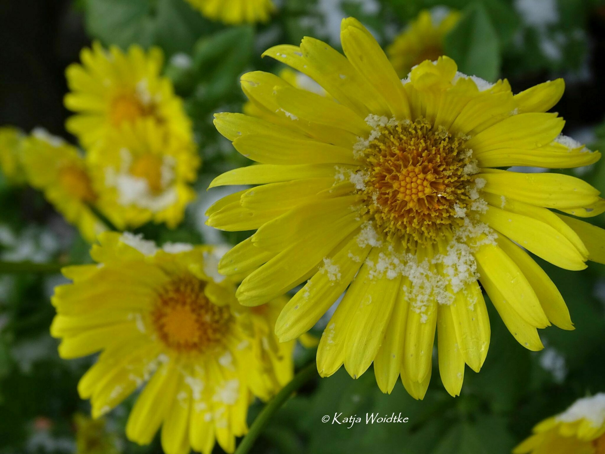 hab sonne im herzen gedicht