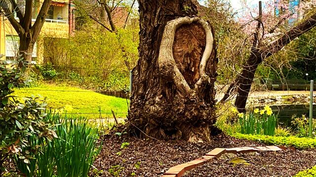 15. April 2021. Ein "Herz" in unserem Park! Bleibt gesund!