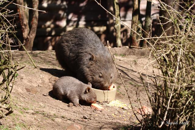 Wombat mit Nachwuchs