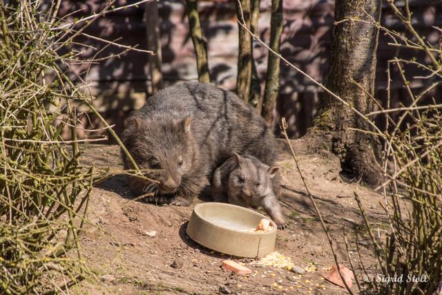Wombat mit Nachwuchs