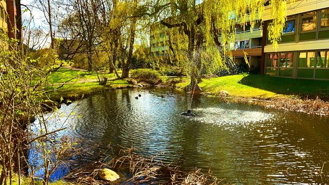 12. April 2021. Entenbesuch in unserem Park! Bleibt gesund!
