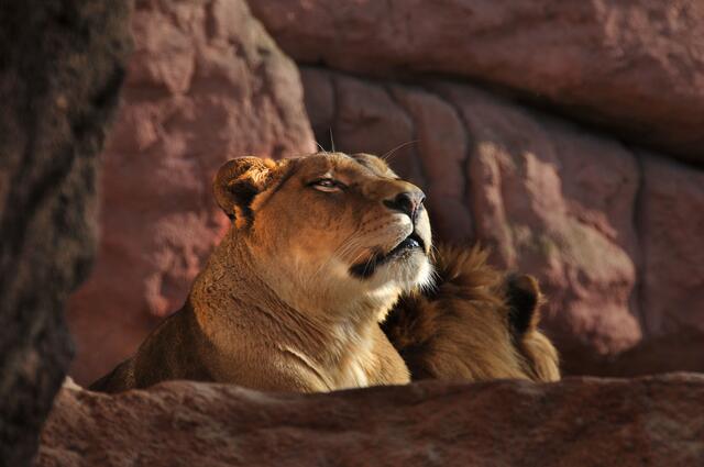 Im Löwencanyon des Erlebniszoos Hannover