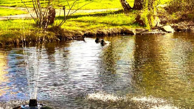 12. April 2021. Entenbesuch in unserem Park! Bleibt gesund!