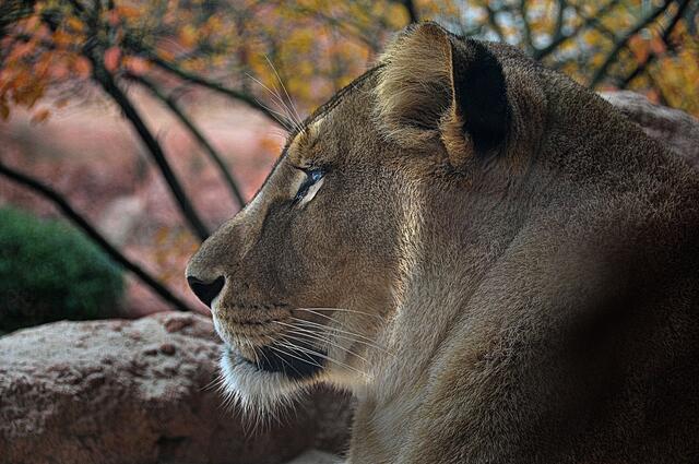 Im Löwencanyon des Erlebniszoos Hannover