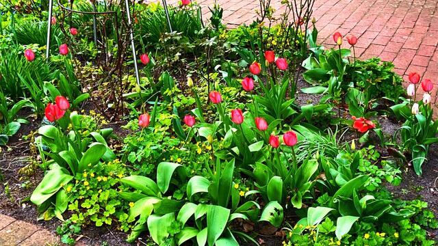 17. April 2021. Blumen in unserem Park. Bleibt gesund!