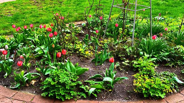 17. April 2021. Blumen in unserem Park. Bleibt gesund!