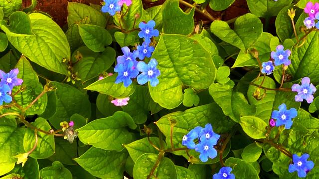 17. April 2021. Blumen in unserem Park. Bleibt gesund!