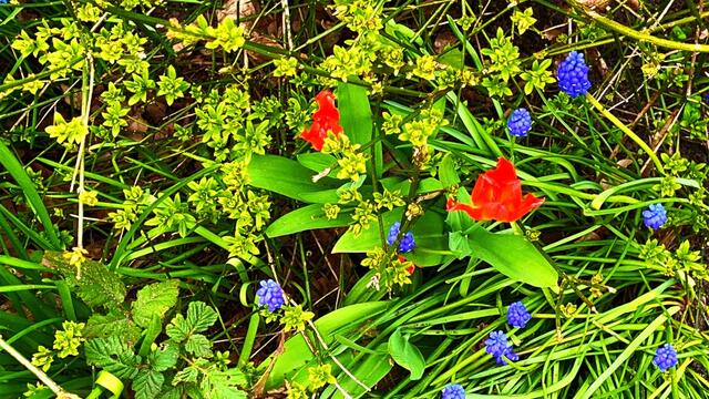 17. April 2021. Blumen in unserem Park. Bleibt gesund!