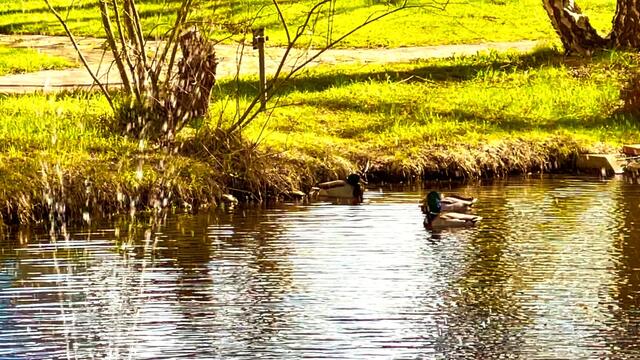 12. April 2021. Entenbesuch in unserem Park! Bleibt gesund!