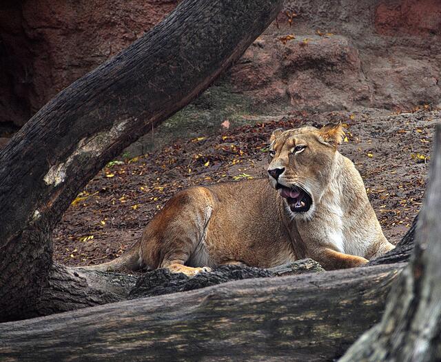 Im Löwencanyon des Erlebniszoos Hannover
