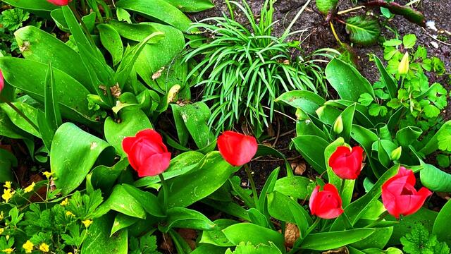 17. April 2021. Blumen in unserem Park. Bleibt gesund!