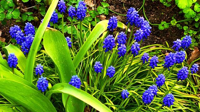 17. April 2021. Blumen in unserem Park. Bleibt gesund!